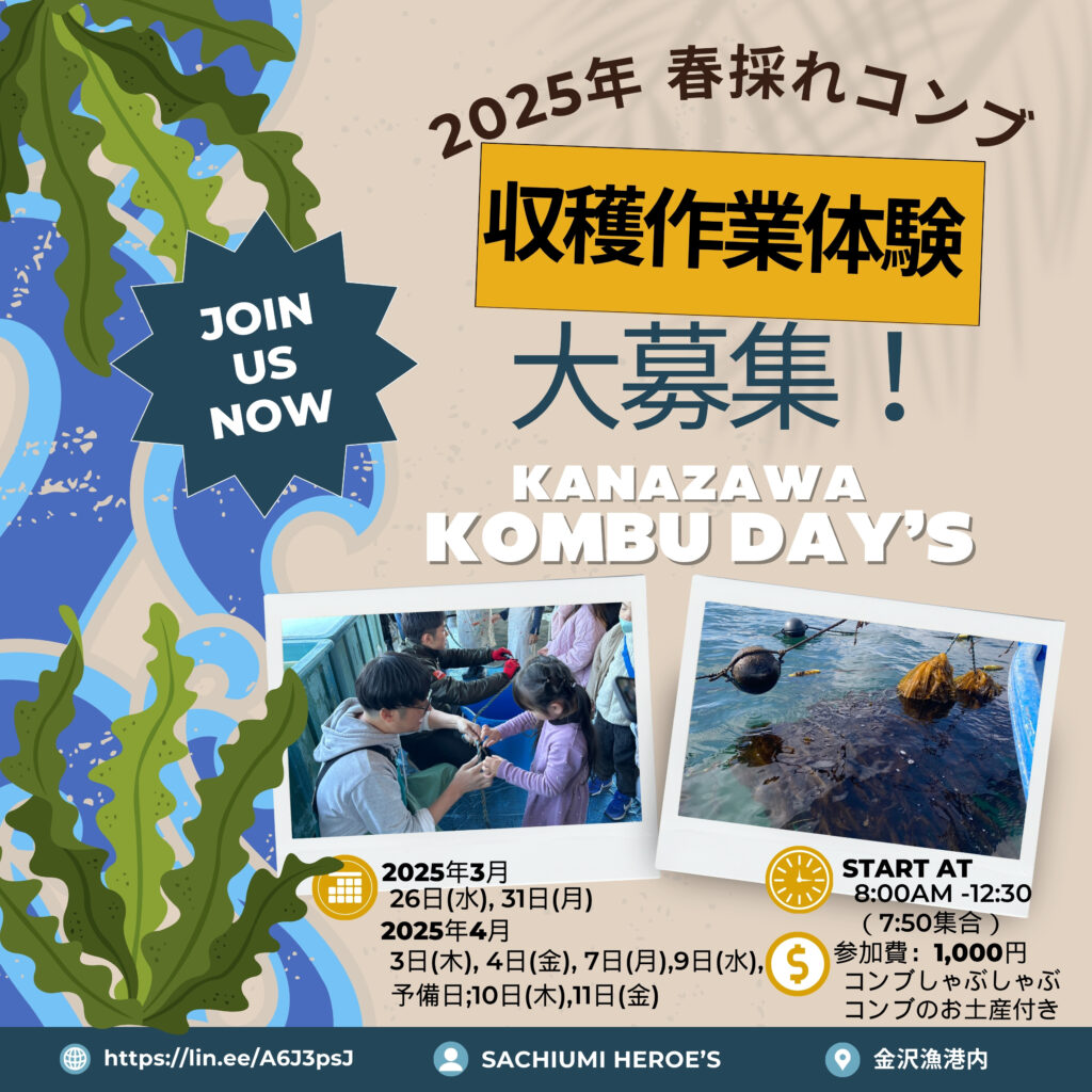 2025年度コンブ収穫作業体験ボランティア