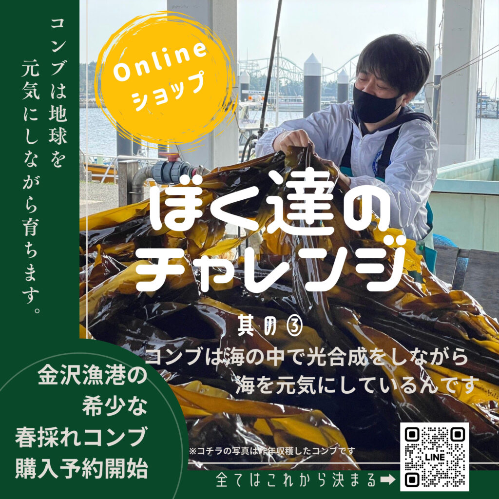 2025年度春(早)採れコンブ