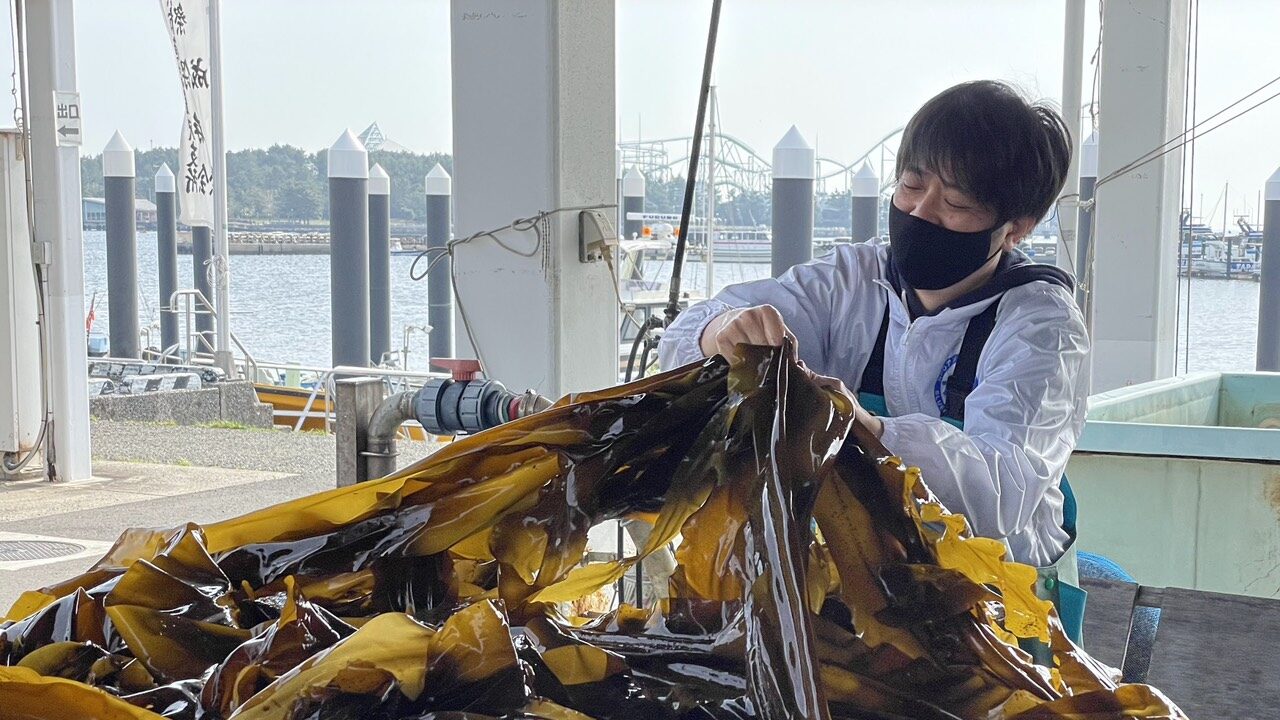 海の生き物を持つCKO(最高コンブ責任者)
